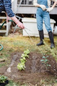 New gardener checking soil around young vegetable plants beside a mulched backyard garden bed.