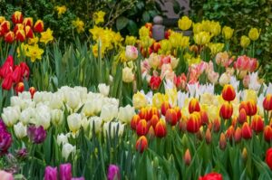 A layered residential flower bed with spring bulbs, summer perennials, and ornamental grasses in natural light.