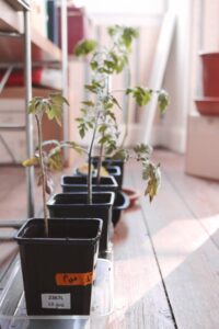 A healthy tomato plant grows in a large pot on a sunny patio with a support cage and ripening fruit.