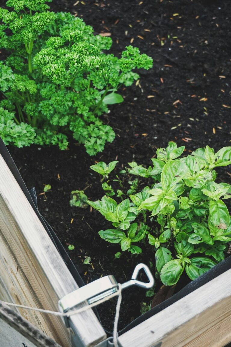 A gardener prepares a sunny backyard bed with compost, seed packets, hand tools, and young vegetable plants.